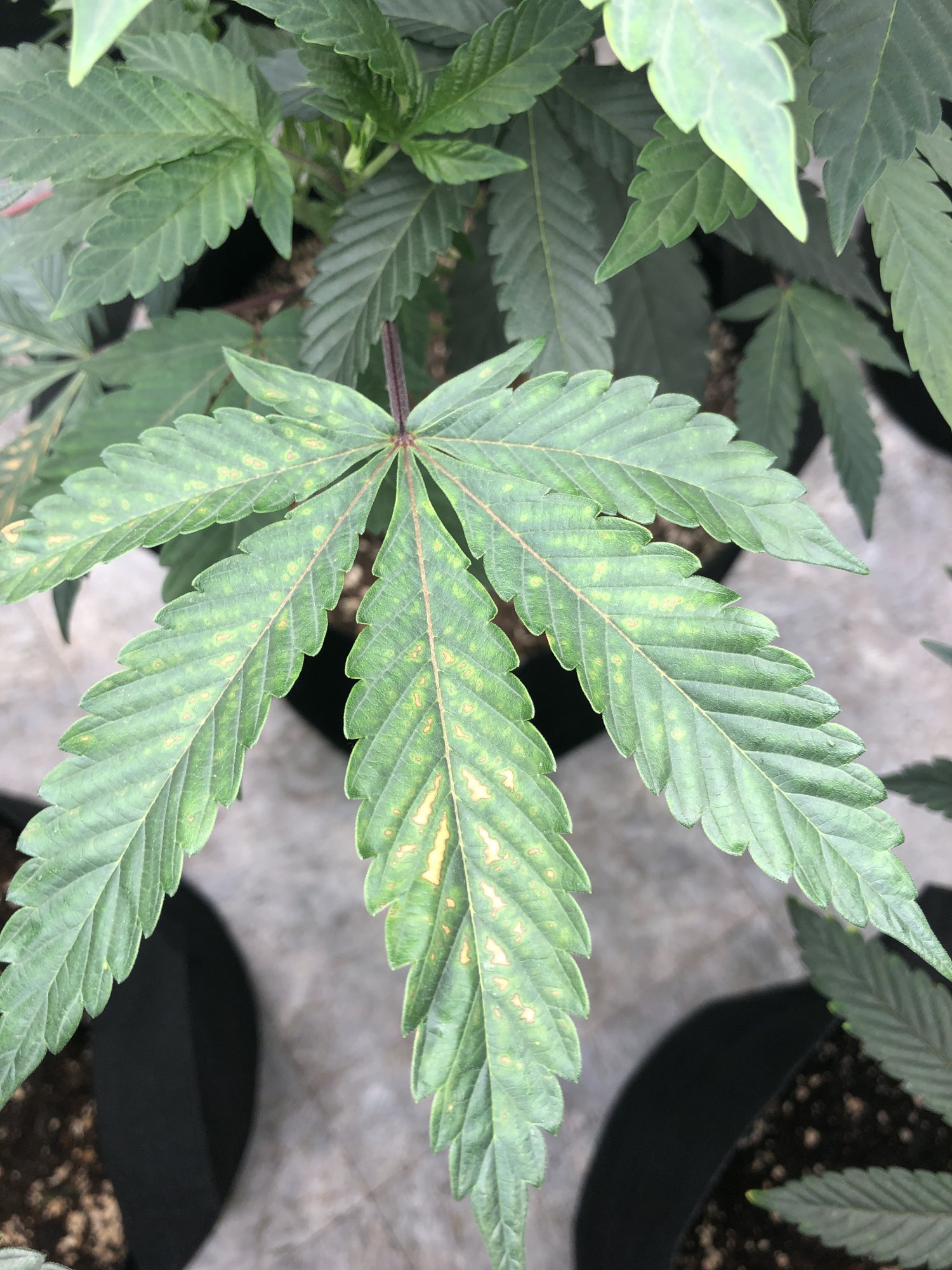 Could this be cal mag deficiency 2