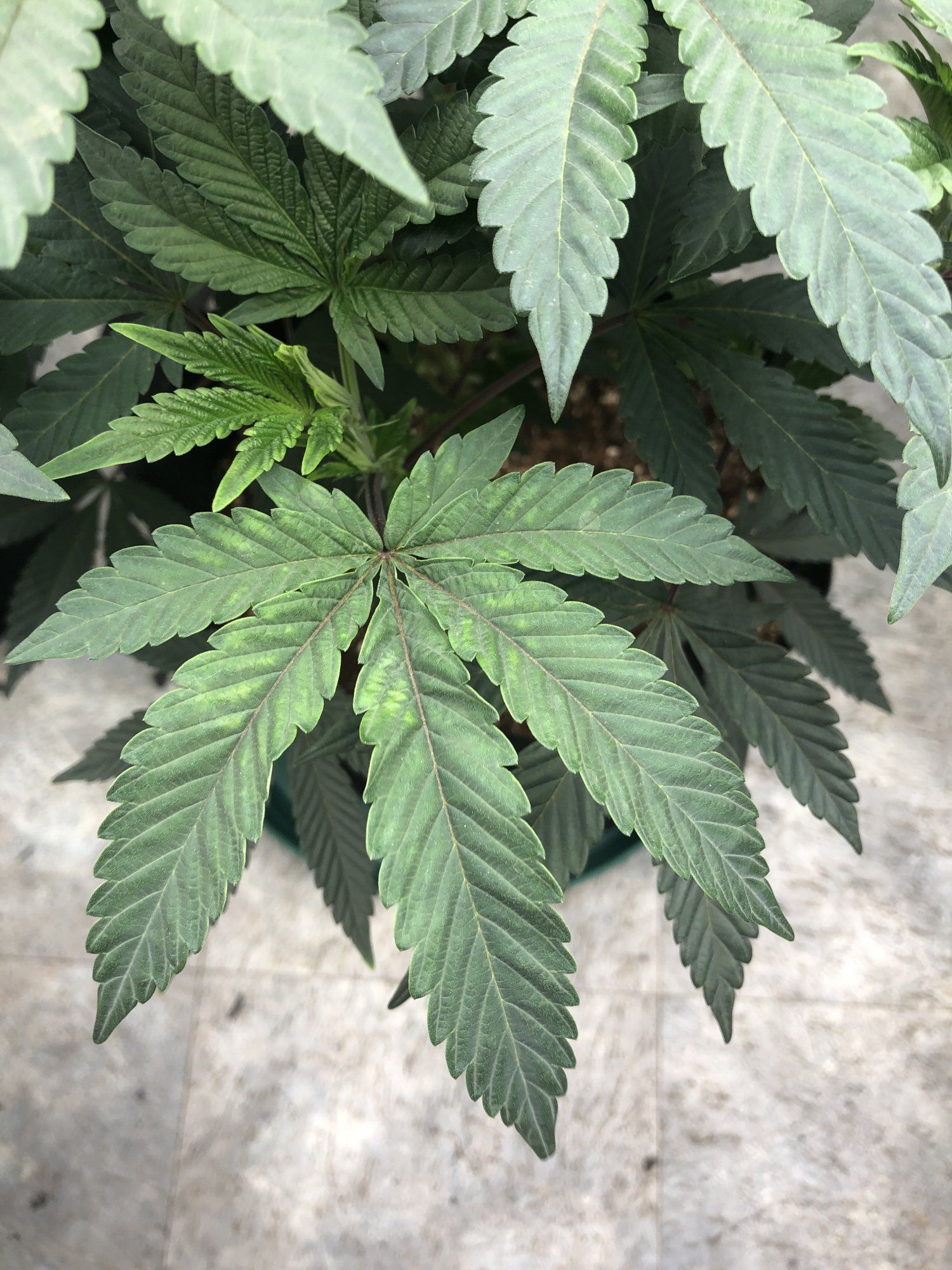 Could this be cal mag deficiency