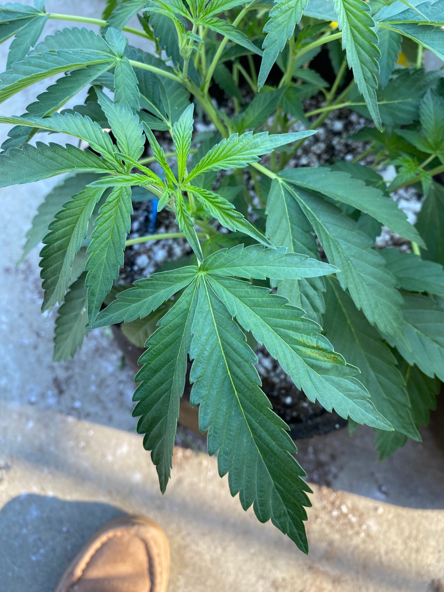 Could this be light burn or does it seem like bug damage 5