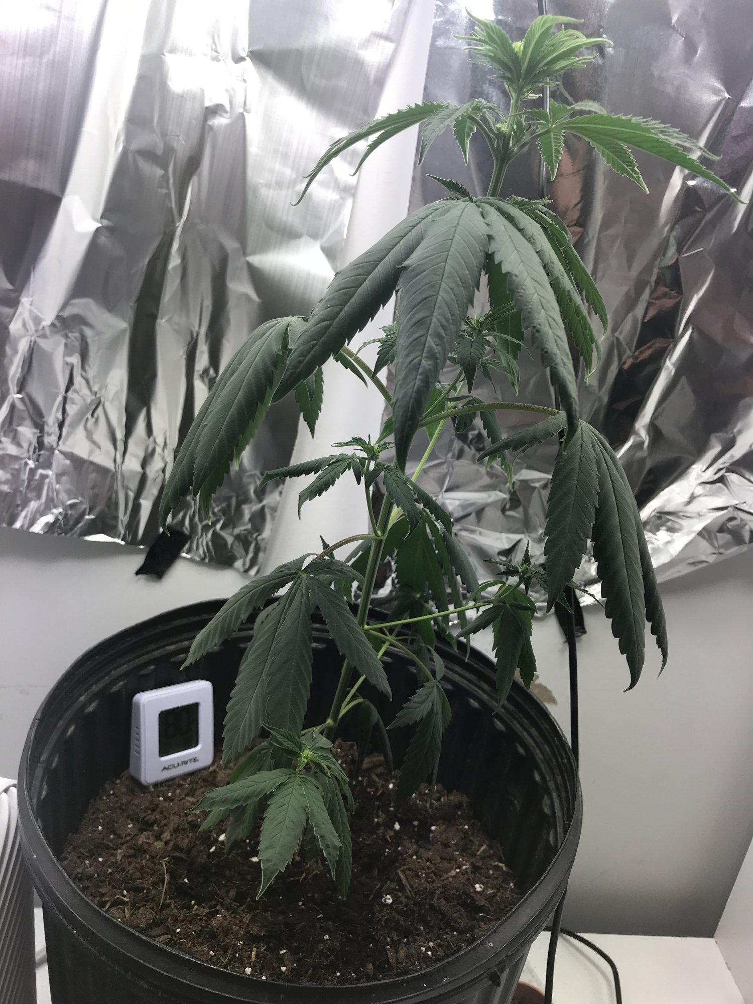 Could this be overwatering 2