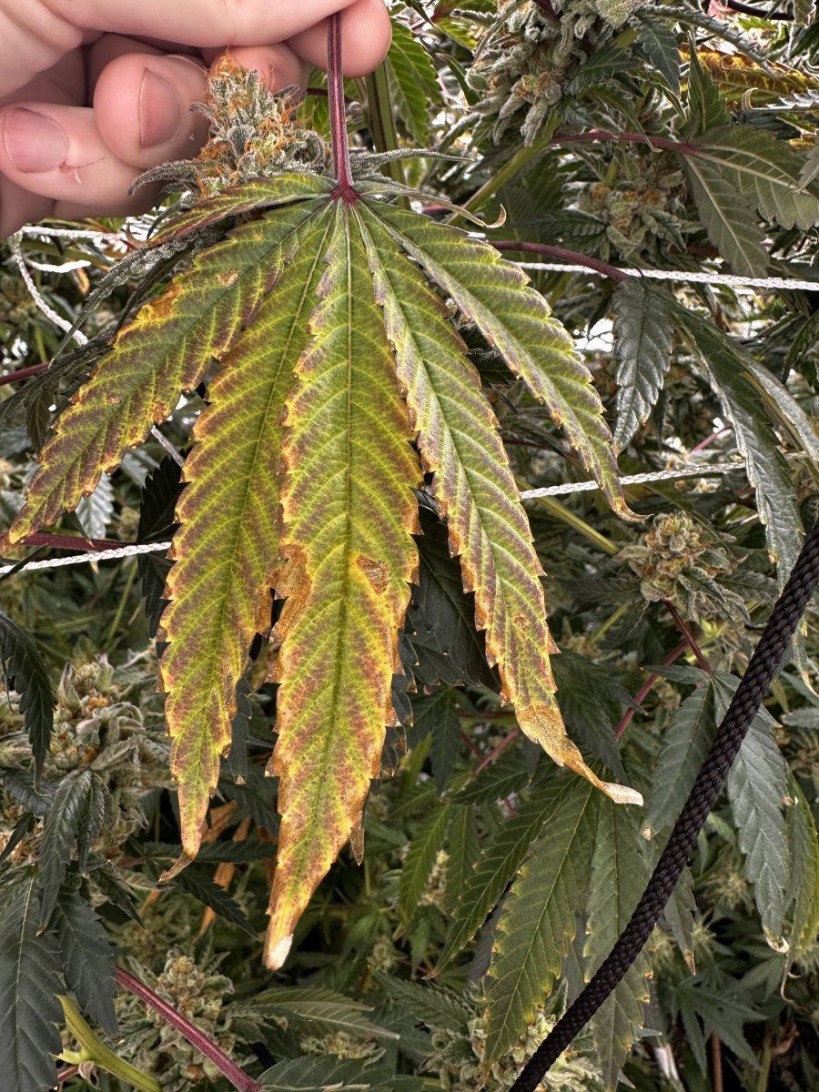 Could this leaf discoloration be a nutrient issue 2