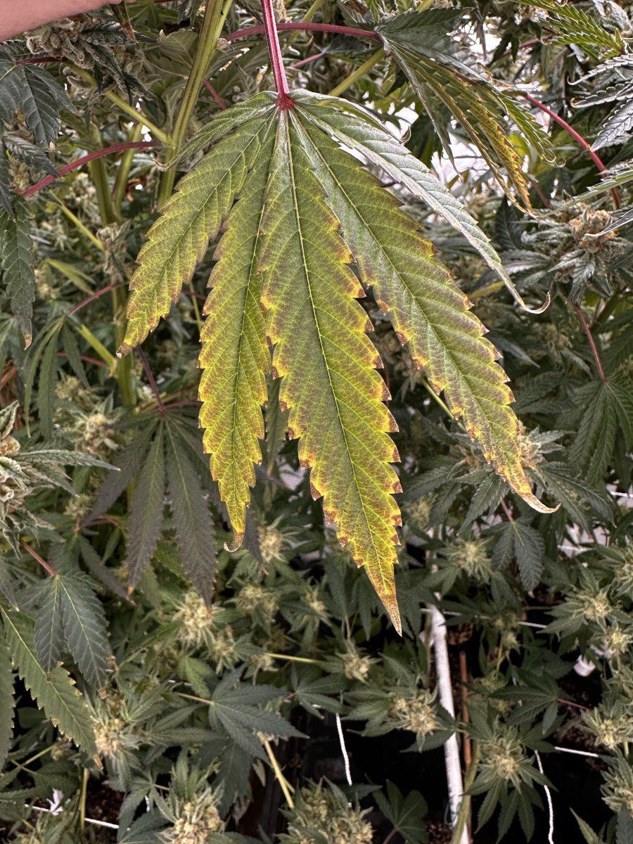 Could this leaf discoloration be a nutrient issue