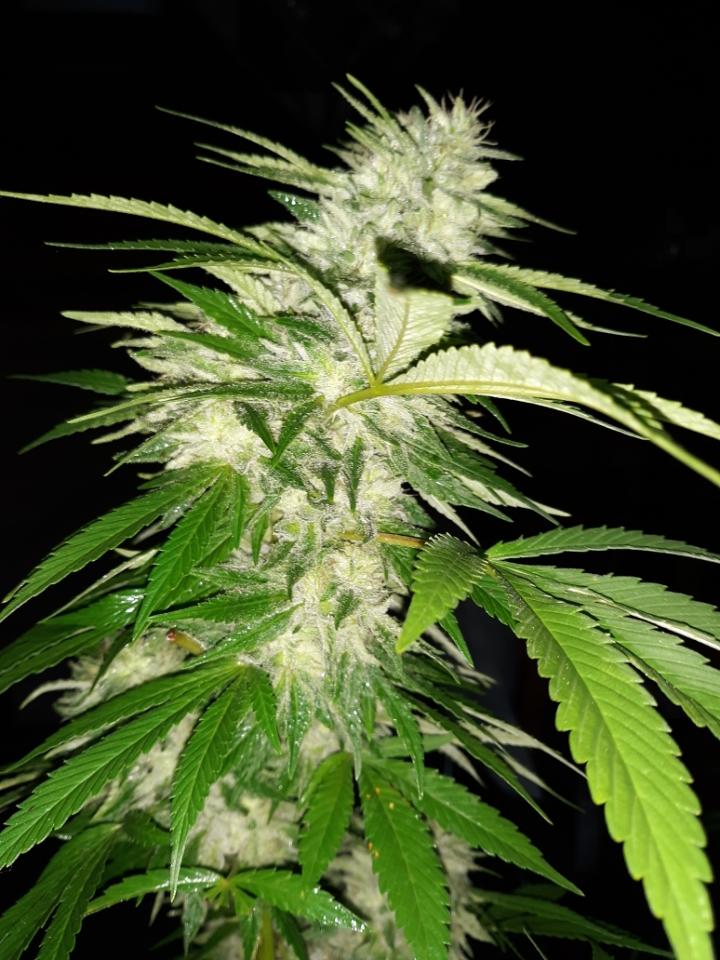 Country girl first big grow 2
