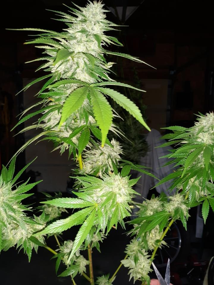 Country girl first big grow