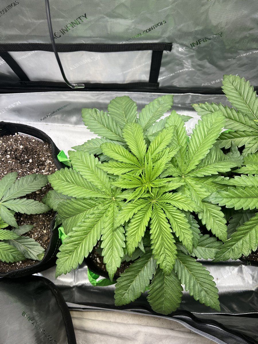 Couple questions before flipping defoliation etc 2