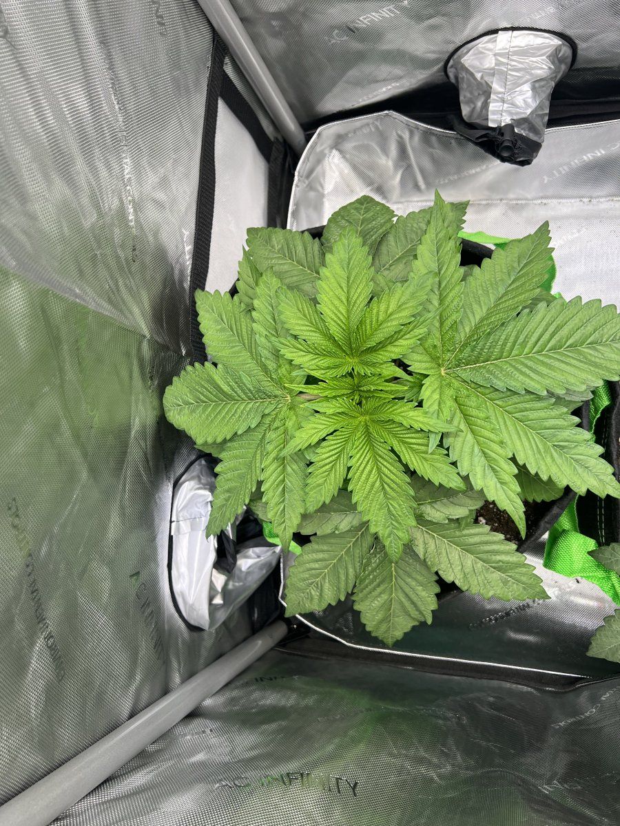 Couple questions before flipping defoliation etc 3