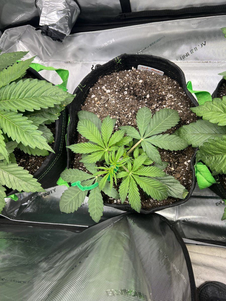 Couple questions before flipping defoliation etc 4
