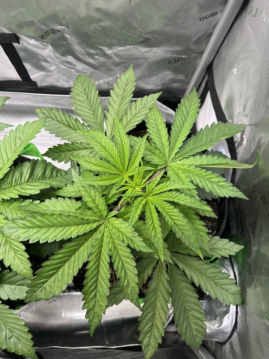 Couple questions before flipping defoliation etc