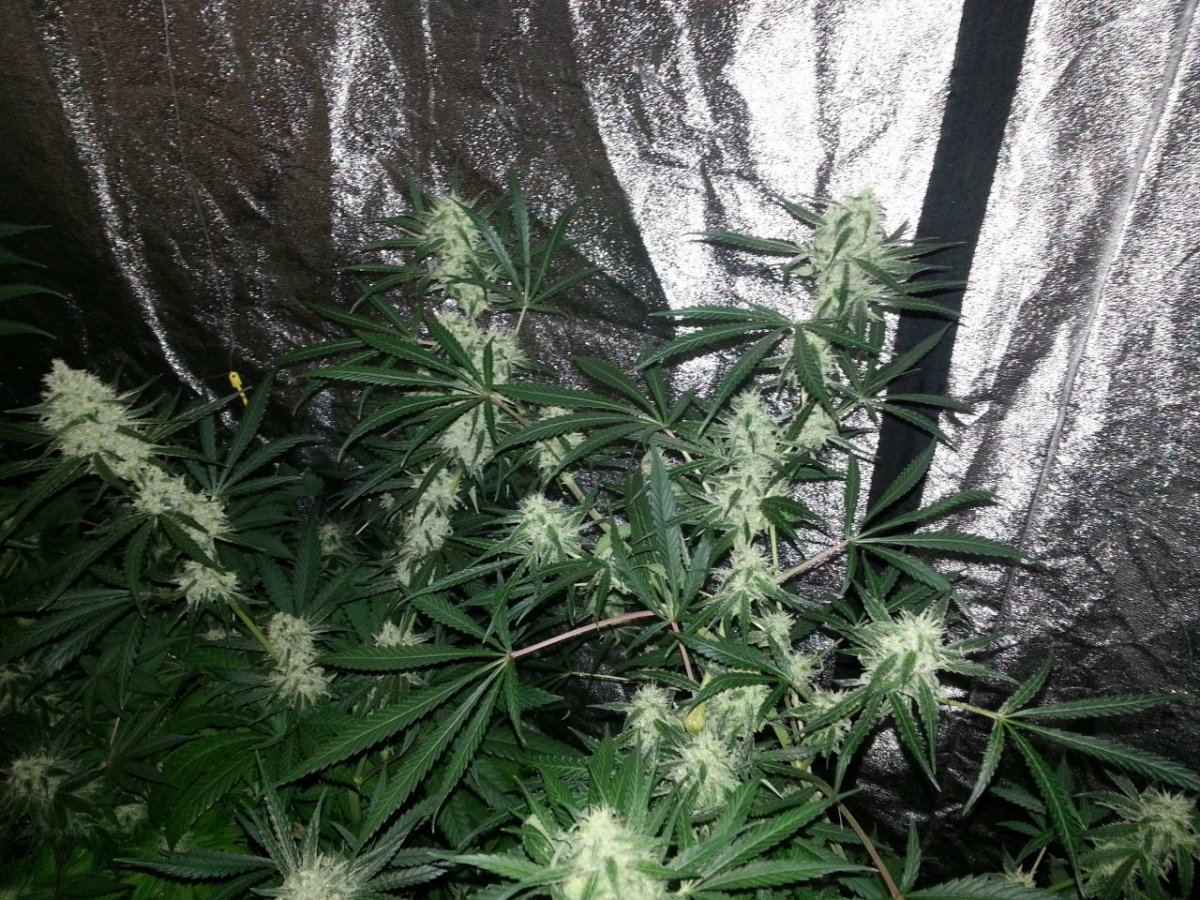 Couple suplemhaze