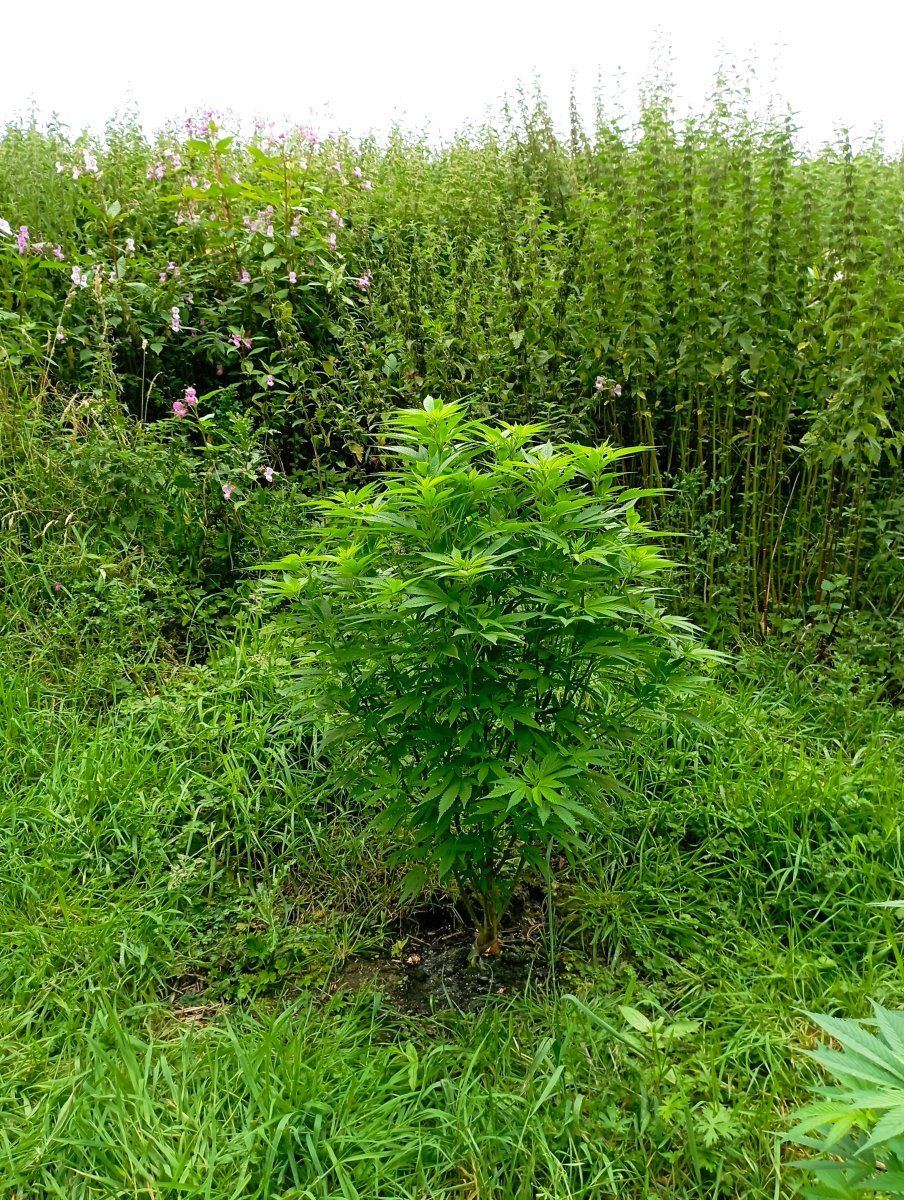 Covercrop