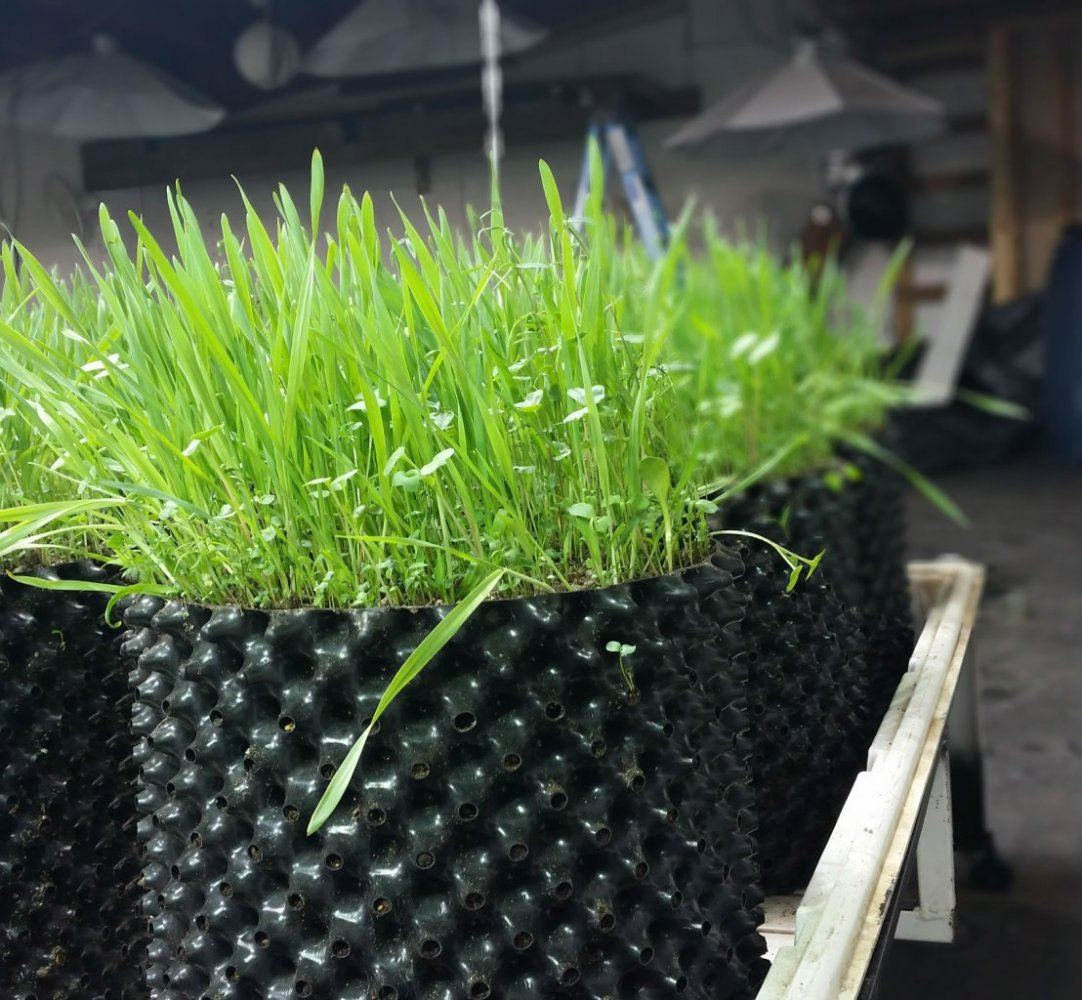 Covercrop