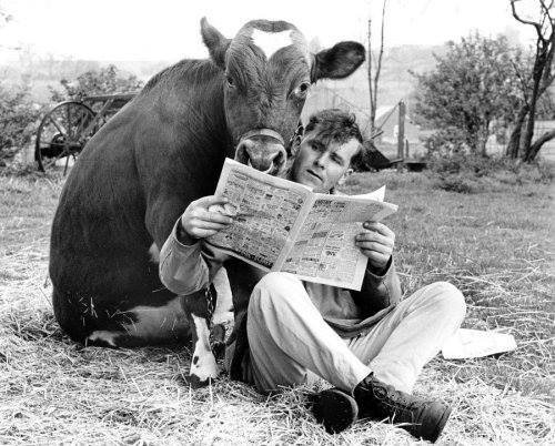 Cow