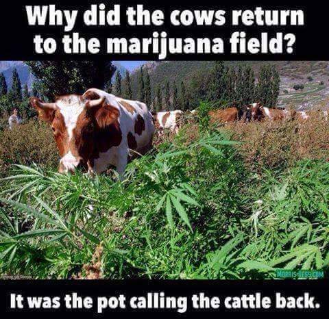 Cow