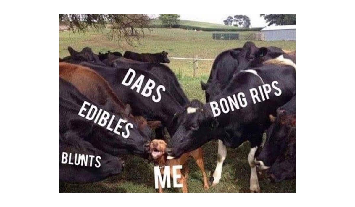 Cow weed meme