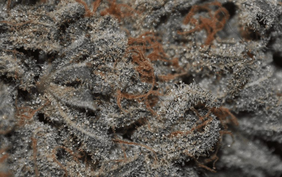 Cpl trichs