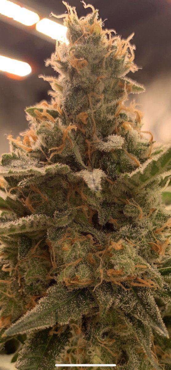 Cpt frosty