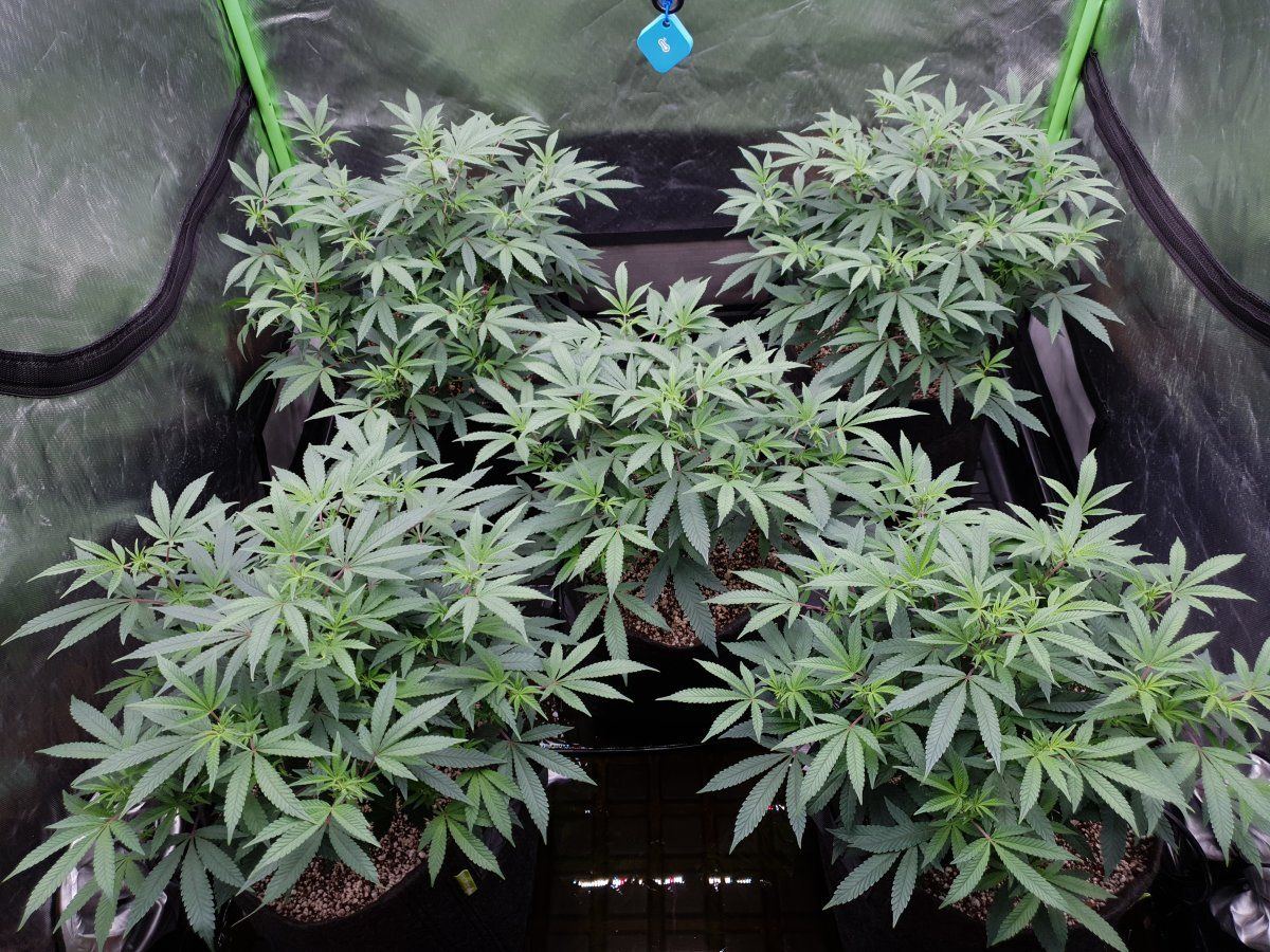 CR 10 days flo 1
