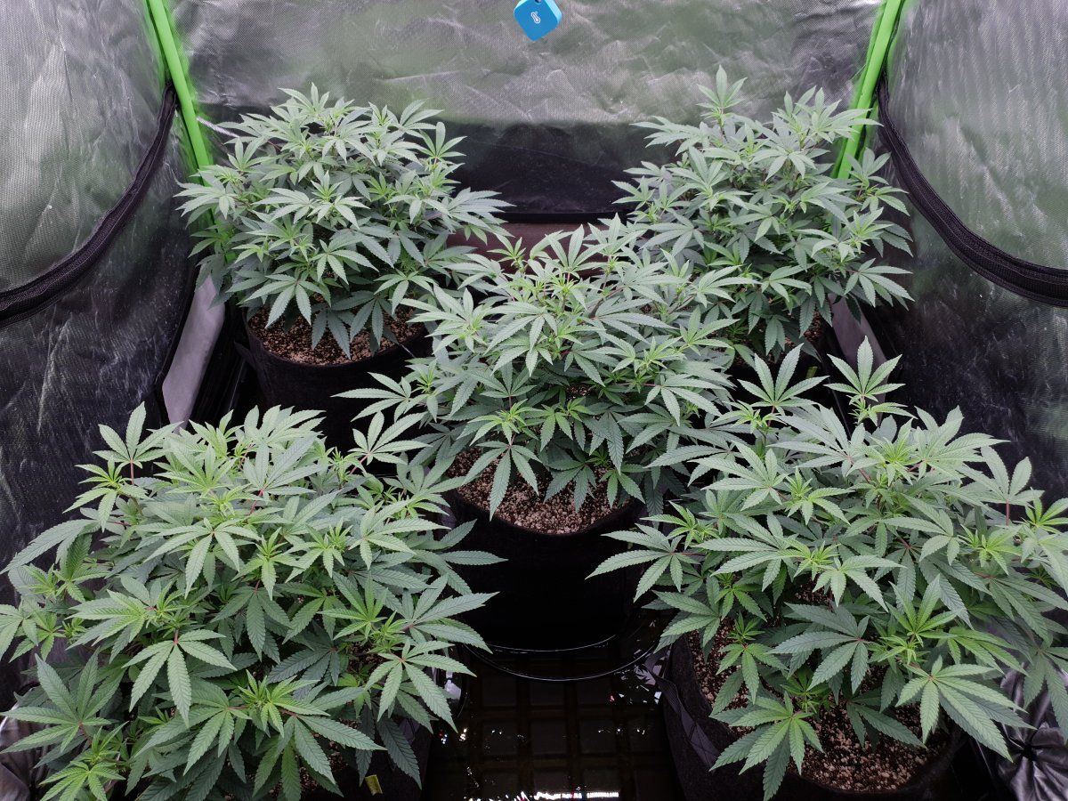 CR 10 days flo 2