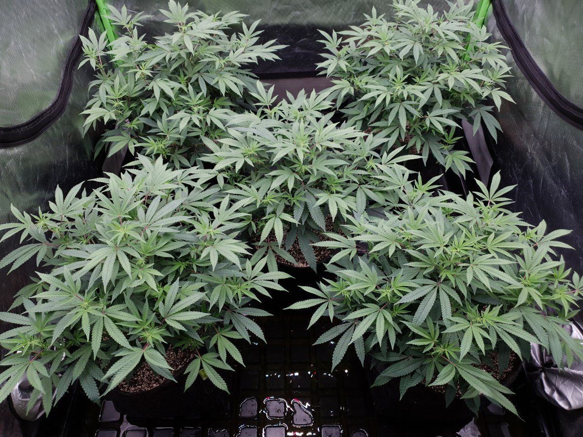 Cr 13 days flo 2