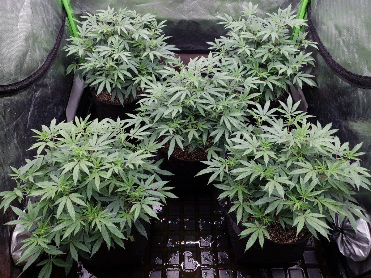 Cr 13 days flo 3