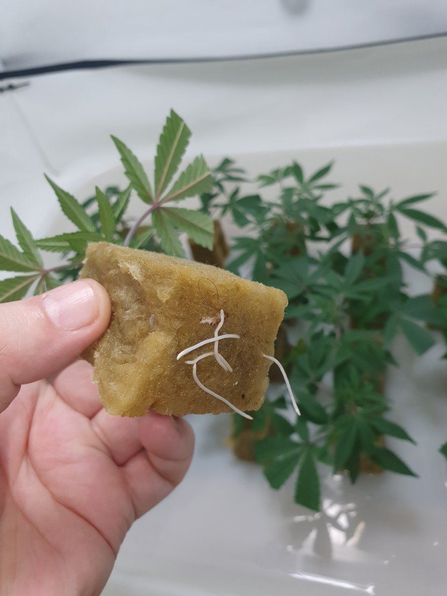 CR 15 days roots 1