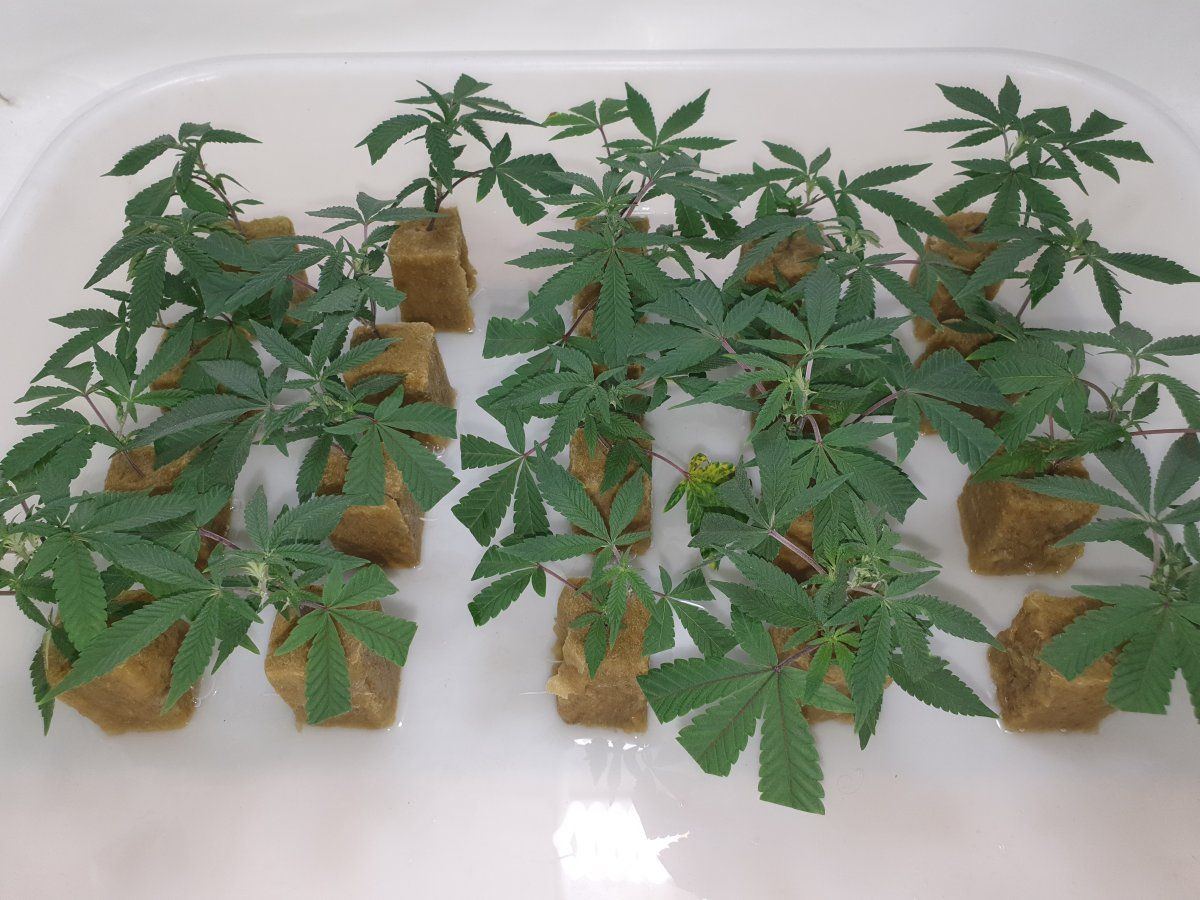 CR 15 days roots 2