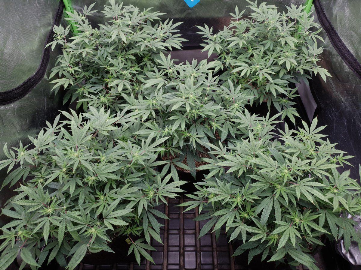Cr 17 days f 2