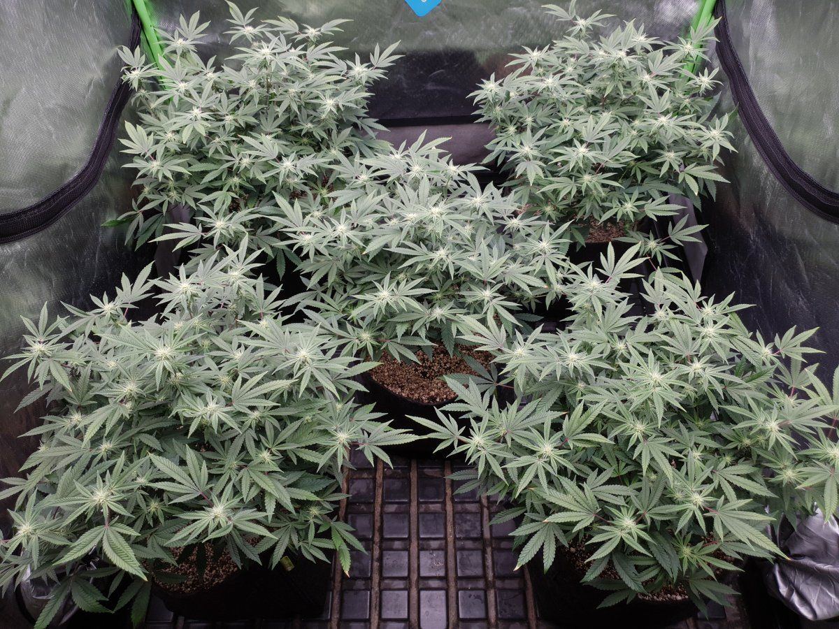 Cr 24 days flo 2