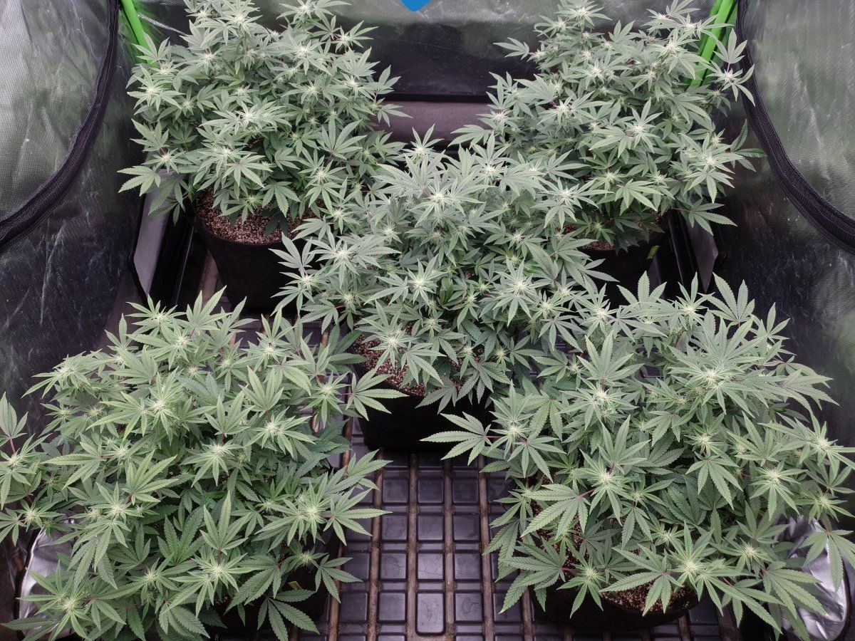 Cr 24 days flo 3