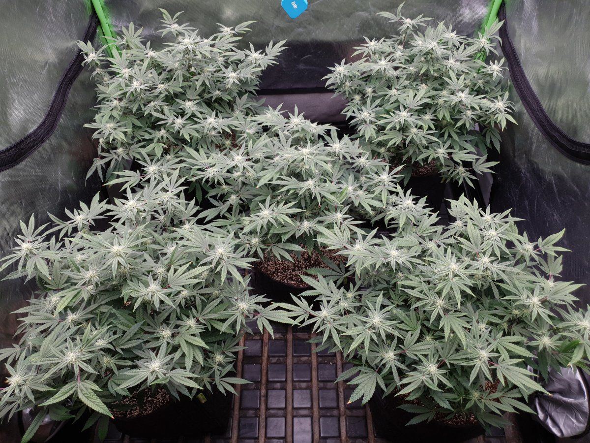 CR 28 days flo 1