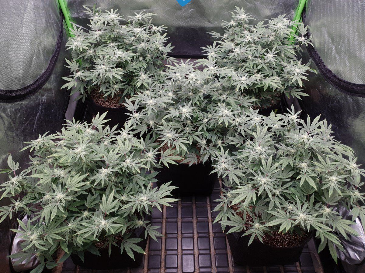 CR 28 days flo 2
