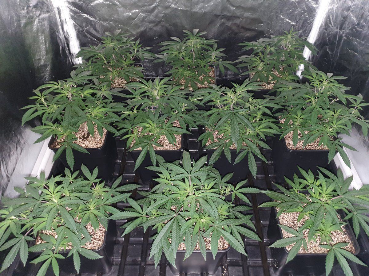 CR 39 days veg