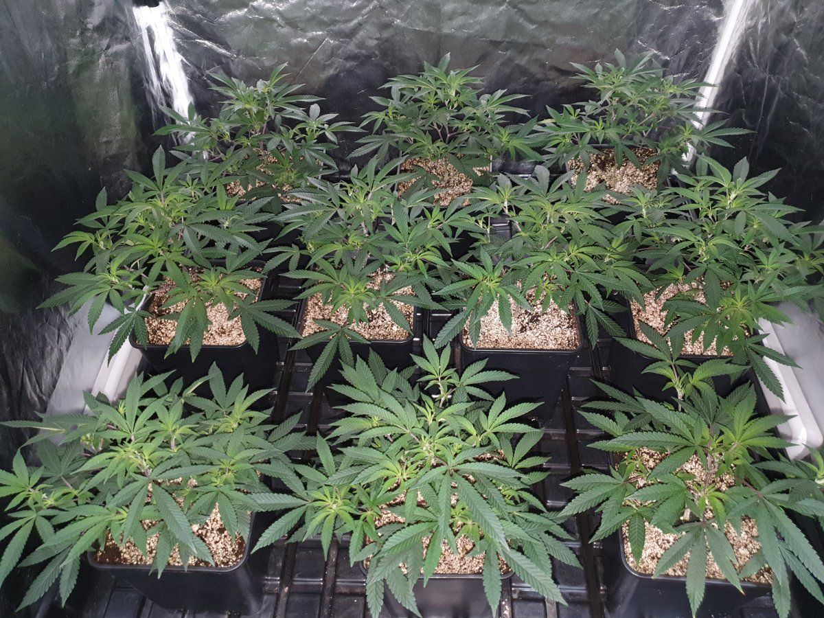 CR 44 days post cloning and cleaning