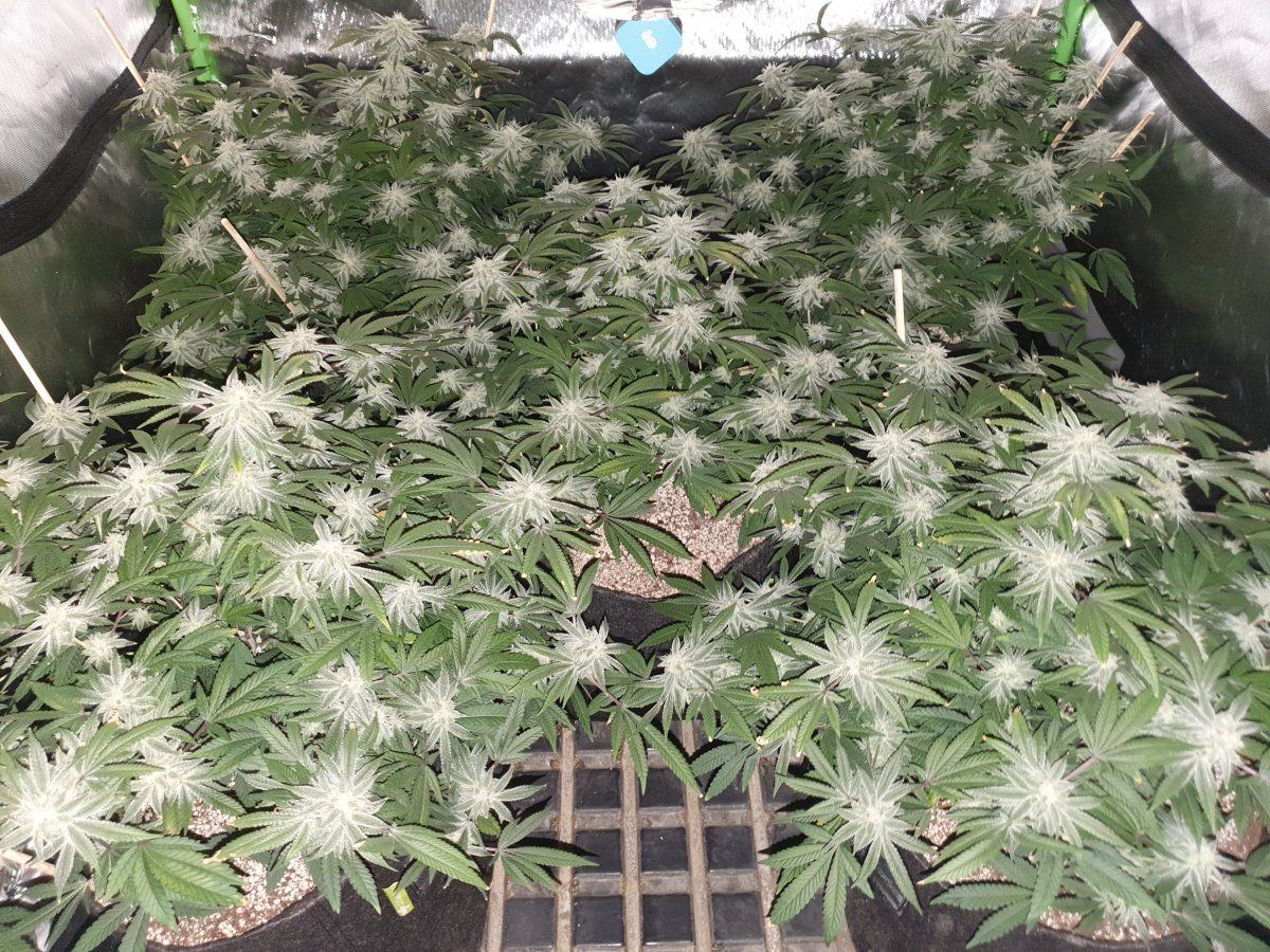CR 45 days 2