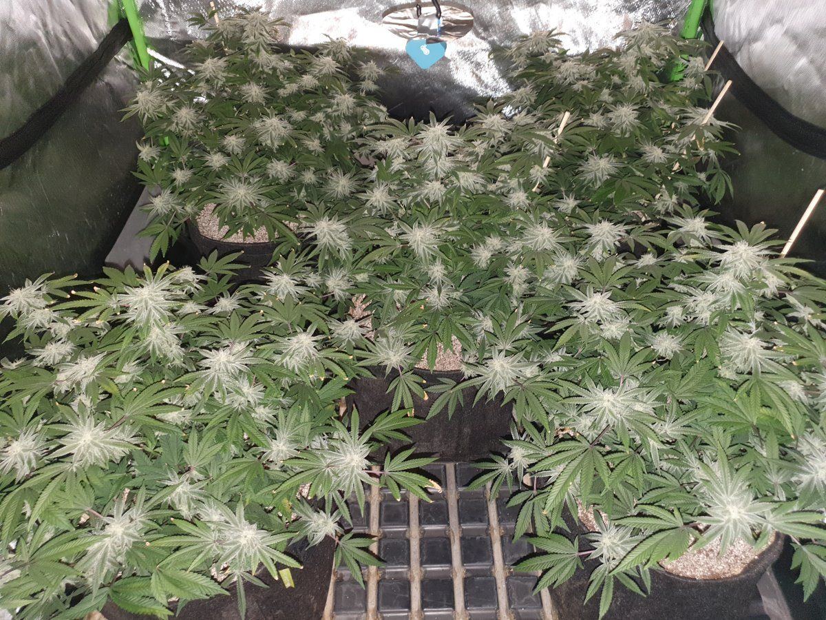 CR 45 days 3