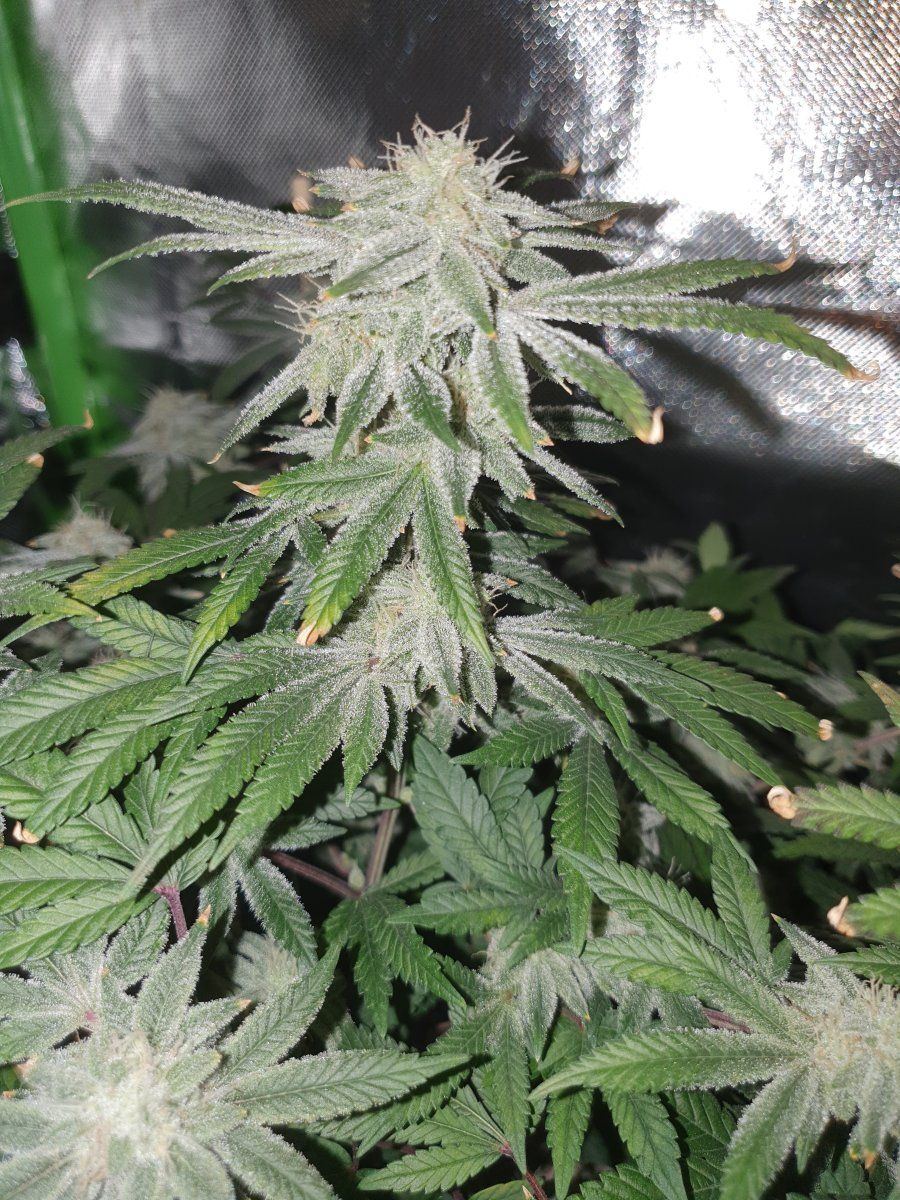 CR 49 days 12 12 6