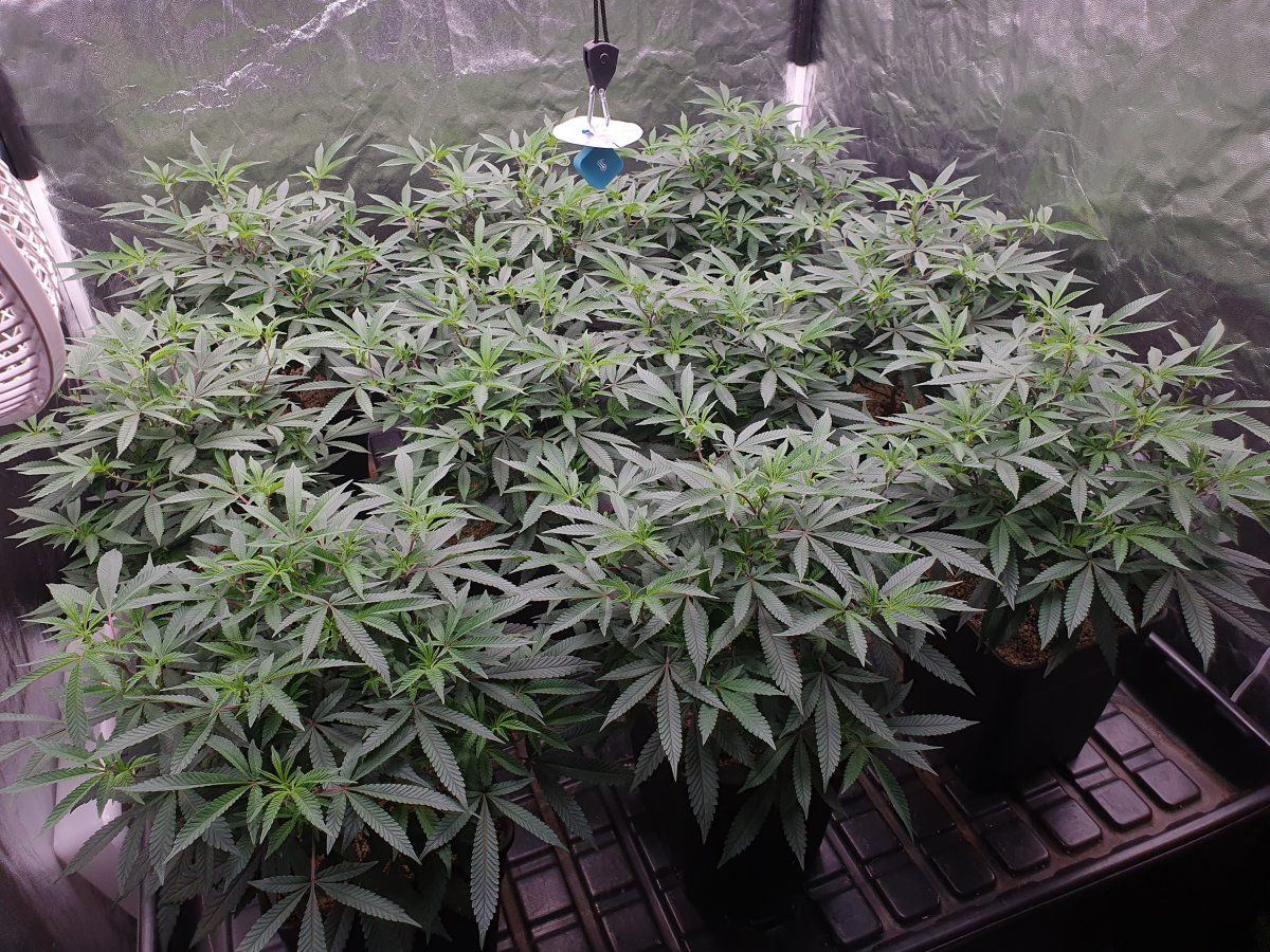 CR 50 dias veg