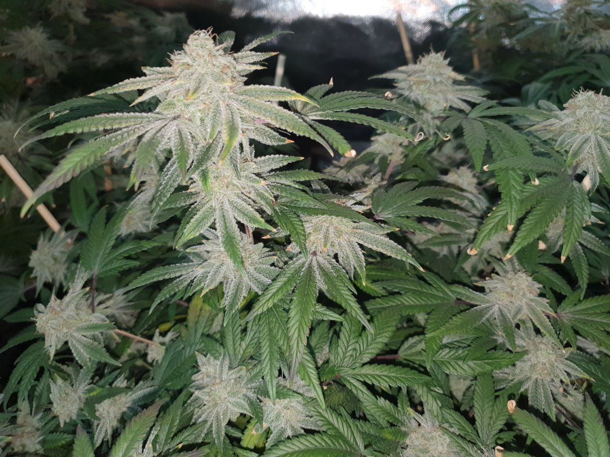 CR 62 days 1