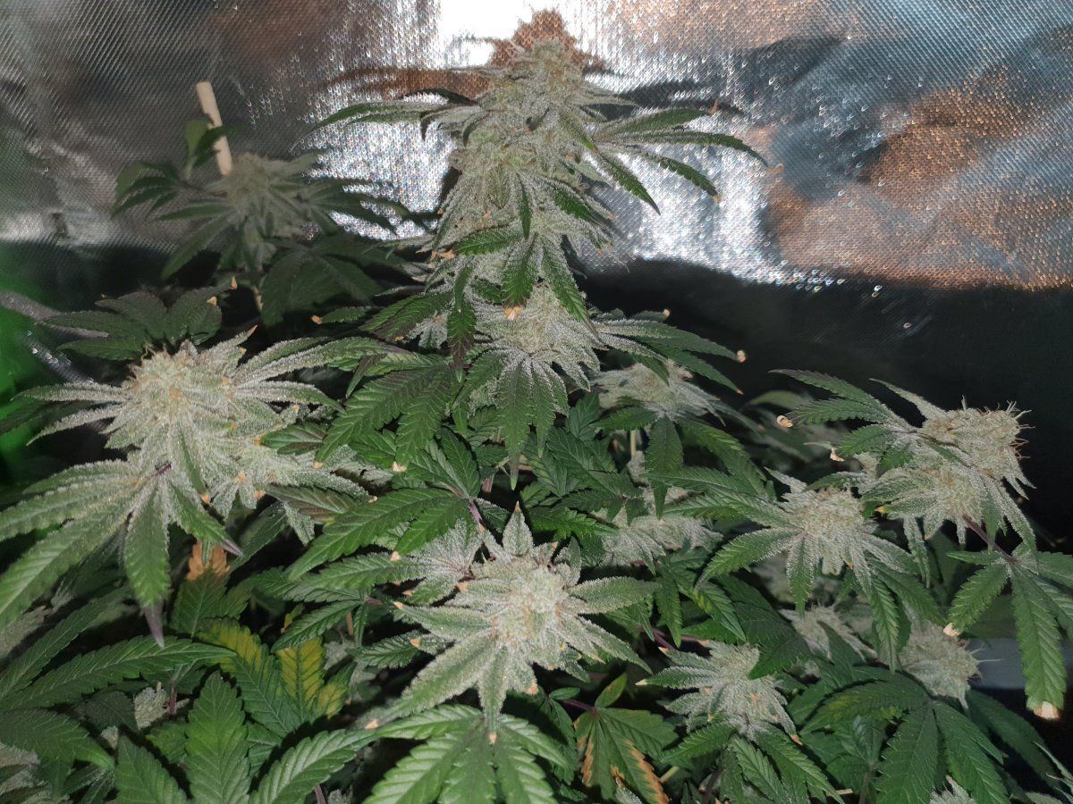 CR 62 days 3