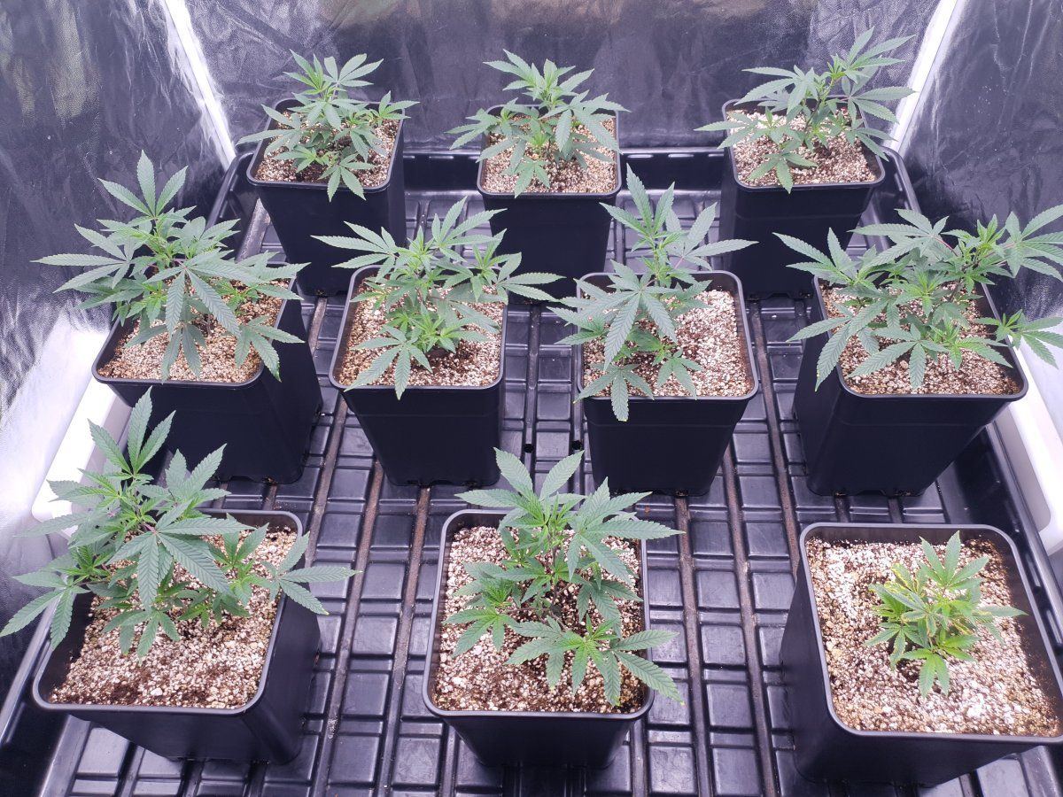 Cr clones 23 days