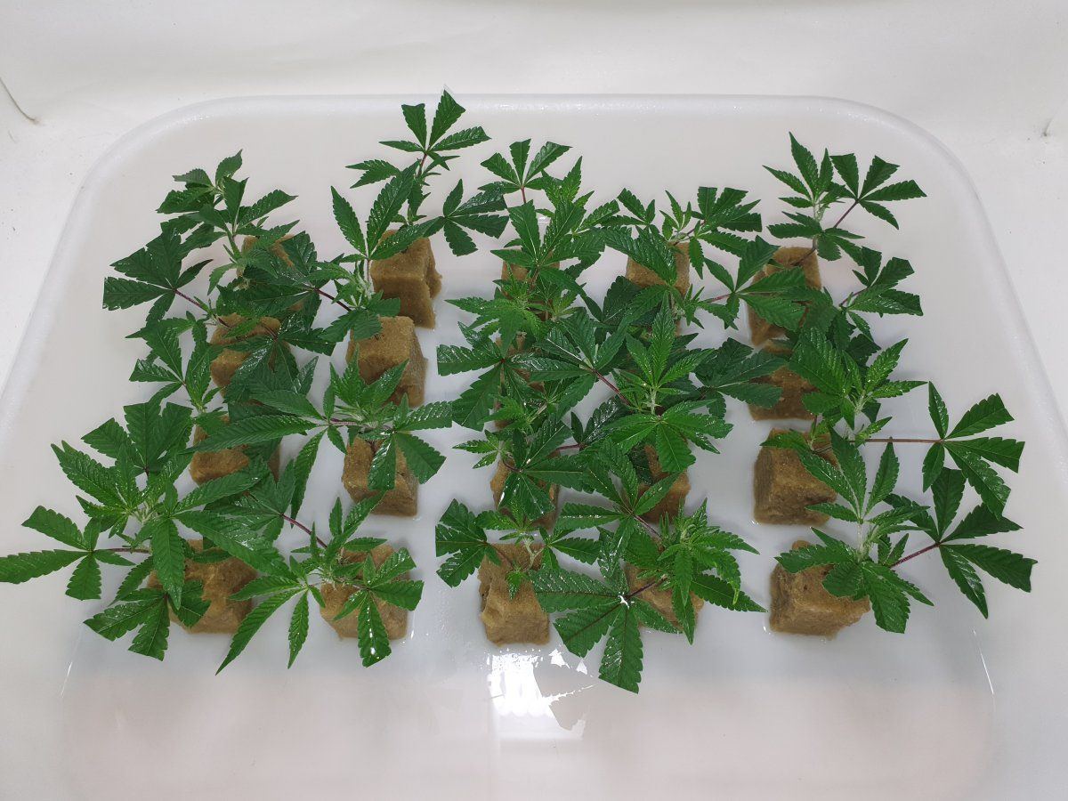 Cr clones 24h after cut
