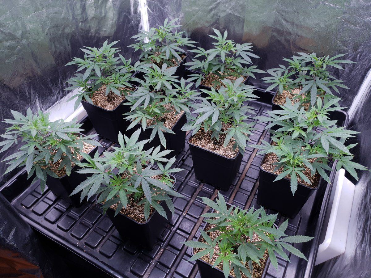 CR clones 35 days 1