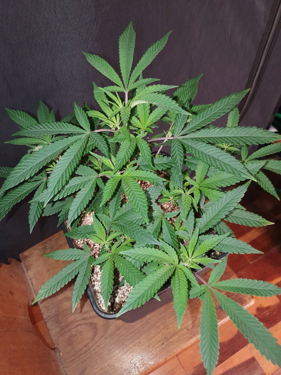 CR clones 35 days 2