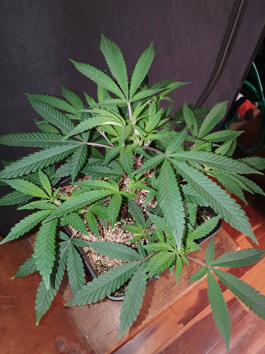 CR clones 35 days 3