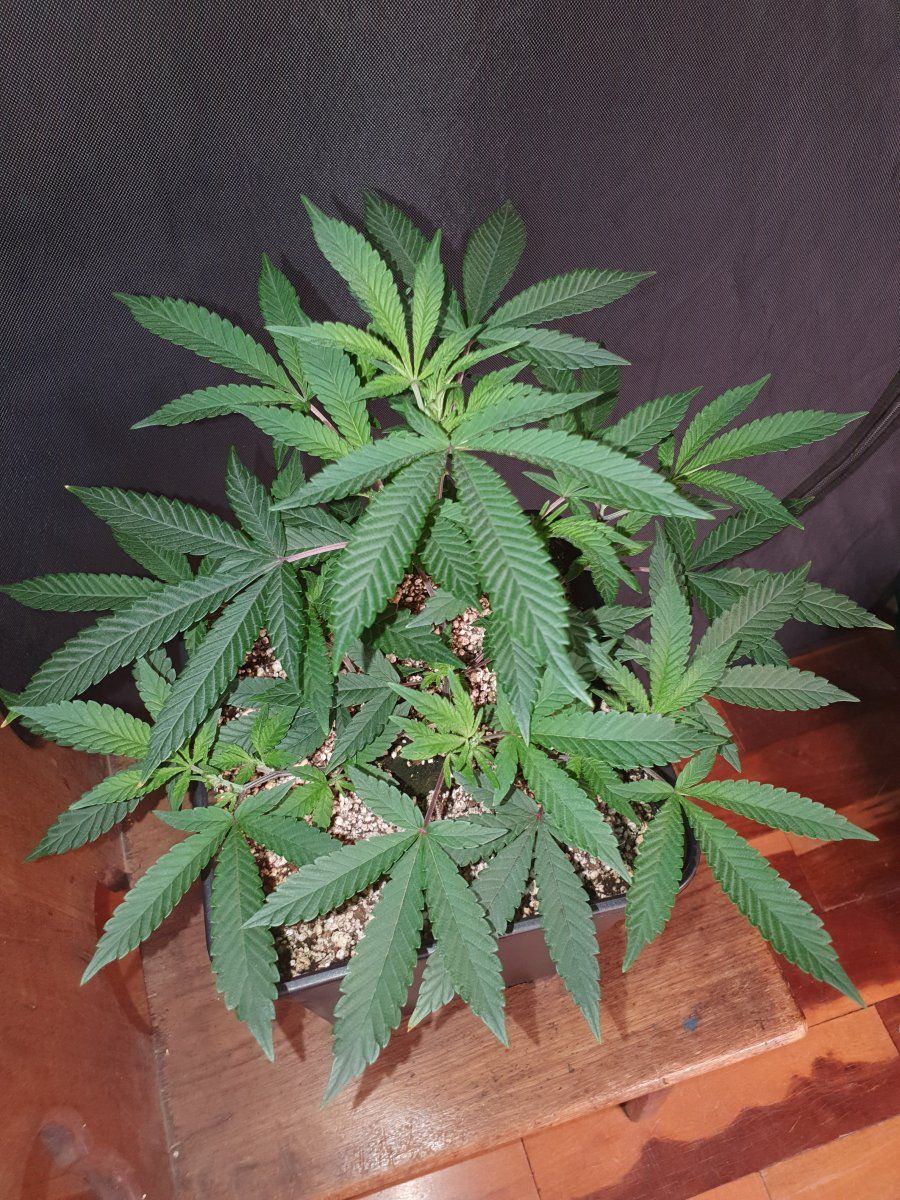 CR clones 35 days 4