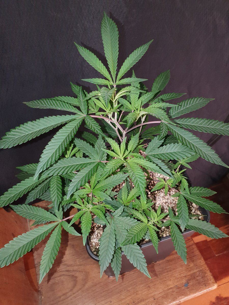 CR clones 35 days 5
