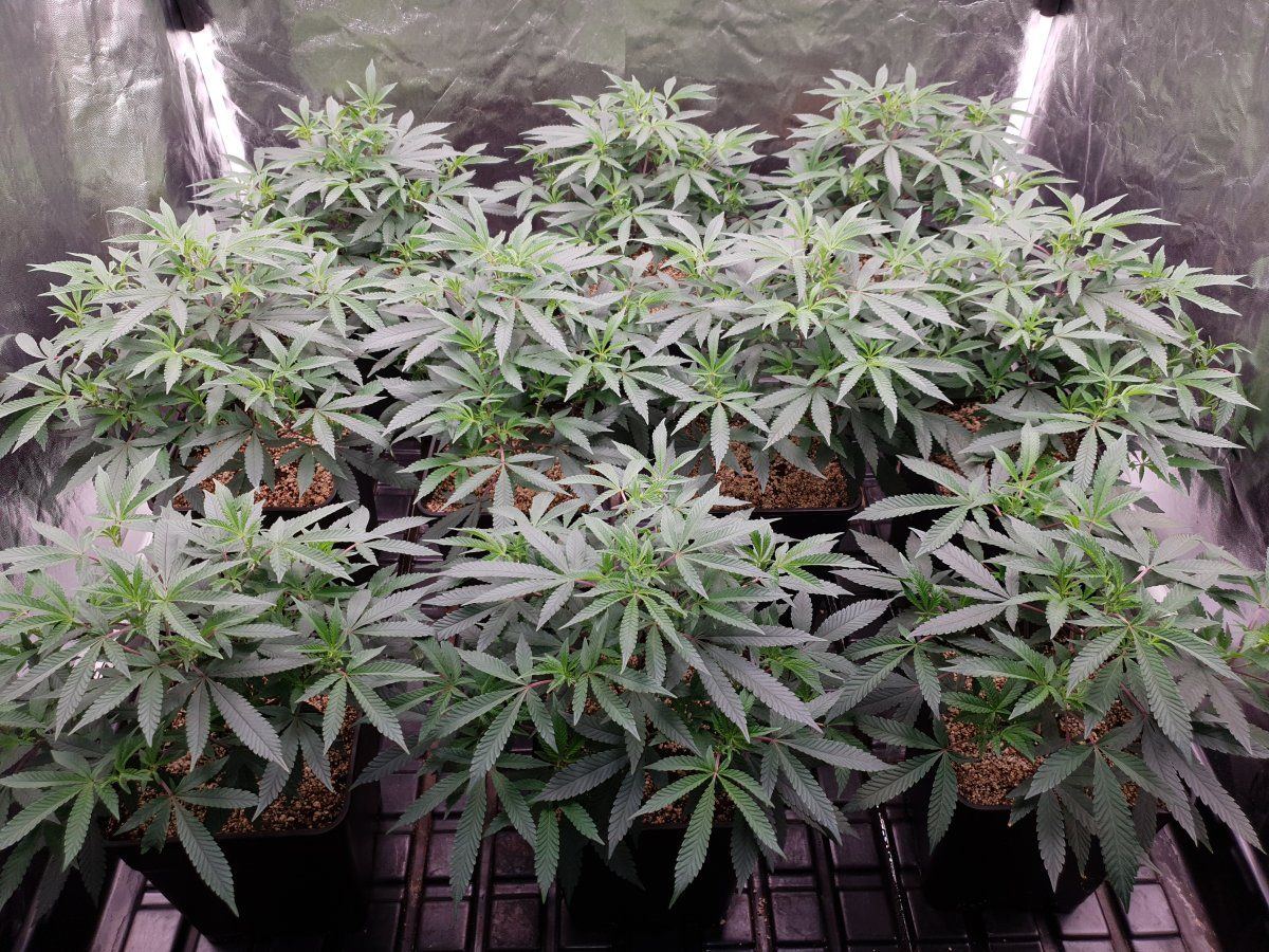 CR Clones 52 days veg 2