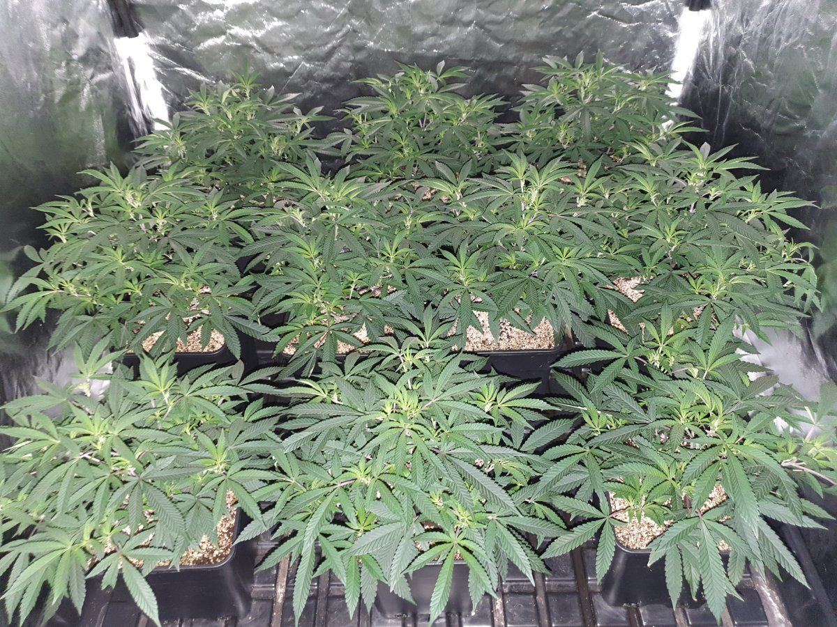 CR Clones 52 days veg