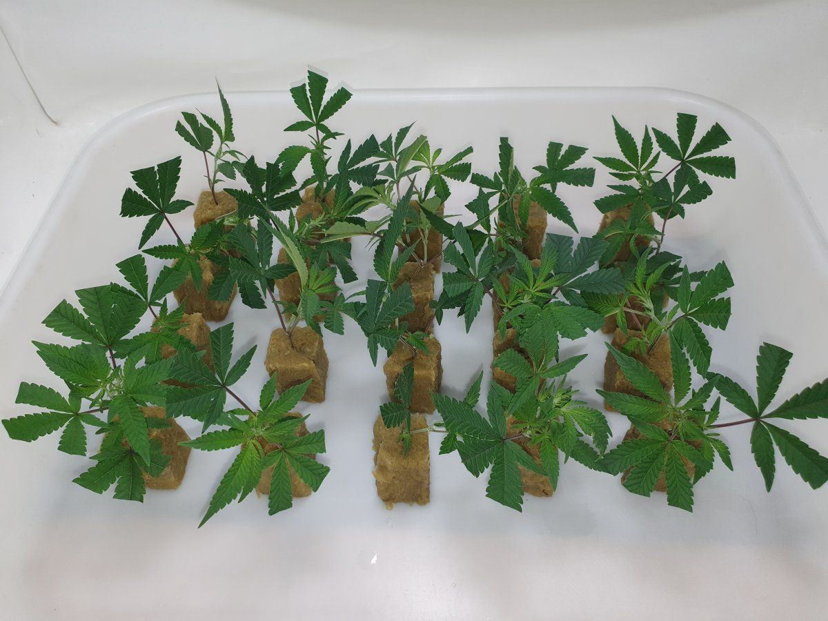 CR clones