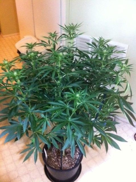 Cr day 19 flower